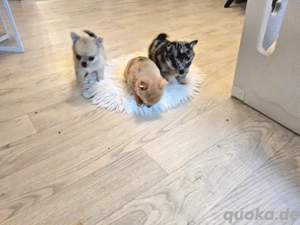 Tigermuster , merle Welpen  mit außergewöhnlicher Fellfarbe  Merle Tan. Gold schwarz und braun