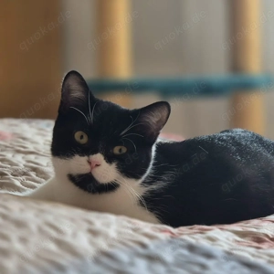 MÖHRCHEN sucht ein Zuhause