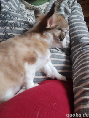 Hallo habe eine kleine Chihuahua Hündin