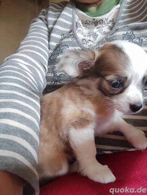 verkaufe eine reinrassige Chihuahua Hündin 