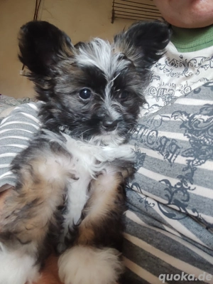 Habe eine kleine Bolonka Chihuahua Hündin 