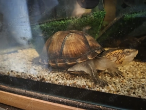 Wasser Schildkröten abzugeben