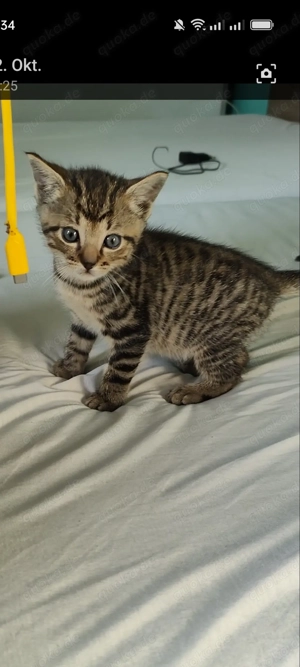 Baby Kätzchen Kitten Bild 8