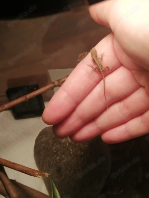 Bahamaanolis Babys suchen ein neues Zuhause 