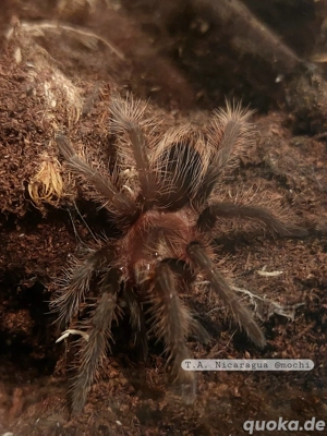 0.0.1. Tliltocatl Albopilosus Nicaragua Vogelspinne