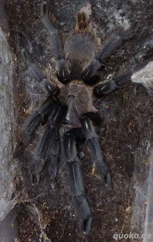 0.3 Chilobrachys sp. Kaeng Krachan adult   Vogelspinnen