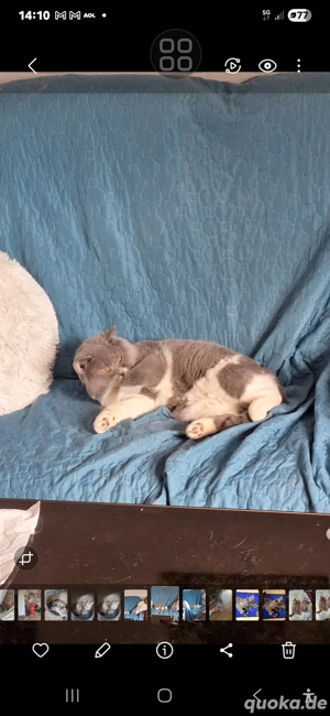 Toller BKH Deckkater m.P und BG B  Bild 5