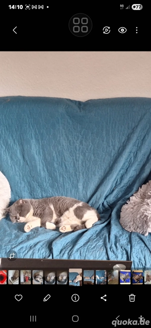 Toller BKH Deckkater m.P und BG B  Bild 6