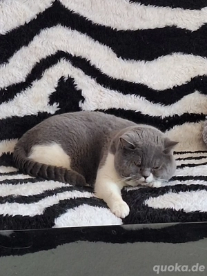 Toller BKH Deckkater m.P und BG B  Bild 3