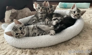 2 Bengal Kater in Marbled suchen ein kuschliges Zuhause