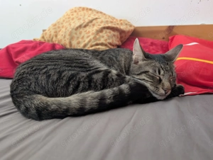 Unser zartes Katzenseelchen Findus sucht liebe Menschen für ein gemeinsames Leben