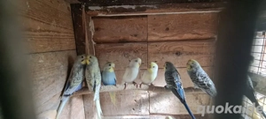 Nestjunge Wellensittiche