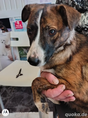 Bailey und Cookie suchen ein liebevolles zu Hause 