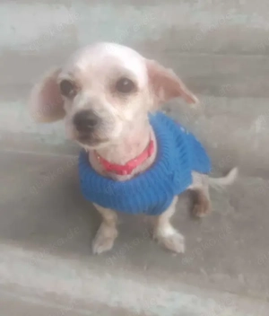 VERONICA - kleine Herzensdame *reserviert*