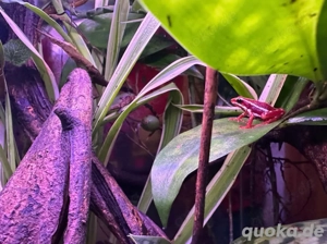 Frosch: Pfeilgiftfrosch Nachzucht Ende 2024 & Mitte 2025