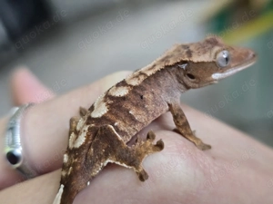 0.0.1 Kronengecko Correlophus ciliatus