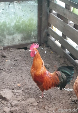 Zwerg Hähne zu verkaufen 