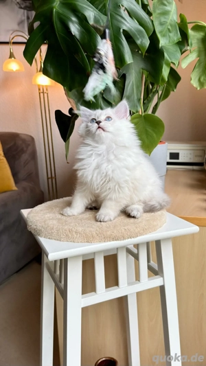 charmantes und verspieltes männliches BLH-Kätzchen Bild 4