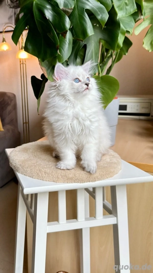 charmantes und verspieltes männliches BLH-Kätzchen Bild 2