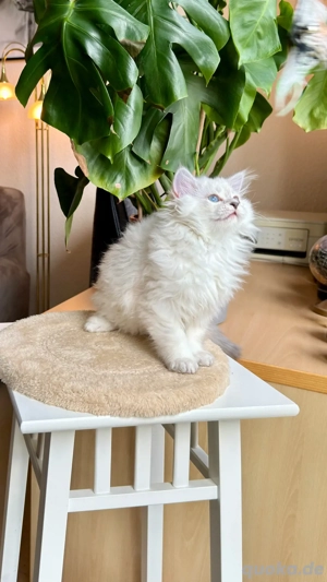 charmantes und verspieltes männliches BLH-Kätzchen Bild 5