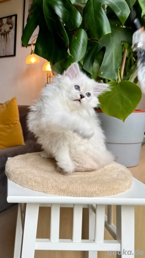 charmantes und verspieltes männliches BLH-Kätzchen Bild 3