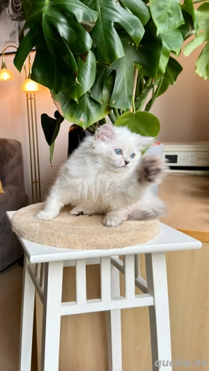 charmantes und verspieltes männliches BLH-Kätzchen Bild 9