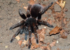 Verschiedene Vogelspinnen  Bild 6