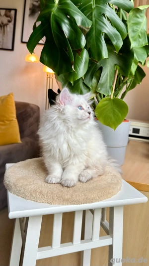 charmantes und verspieltes männliches BLH-Kätzchen Bild 8