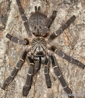 Verschiedene Vogelspinnen 