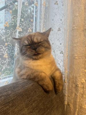 Deckkater geb. 29.10.24