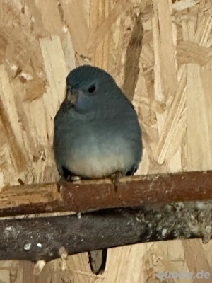 Glanzsittich Henne von 2025