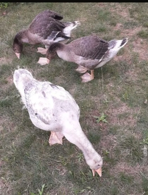 Gänse zu verkaufen 