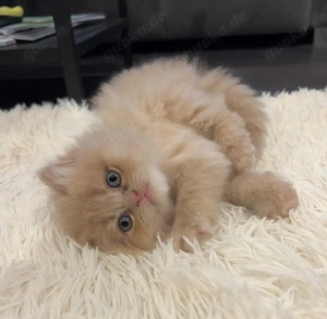 5 süße BKH-Mix Kitten suchen ein Zuhause, geboren am 03. Na 09, Auszug ab Ende November