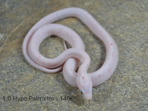 Palmetto-Kornnattern eigene NZ Okt. 2025