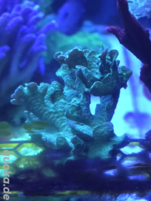 Pavona cactus Koralle Ableger Meerwasser