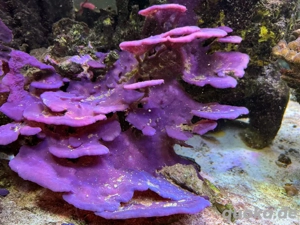 Meerwasser Ableger Korallen