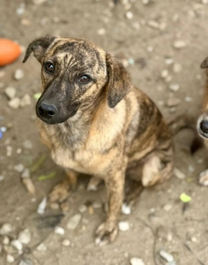 Hübsche Stellaris sucht Freund, der mit ihr durch dick und dünn geht