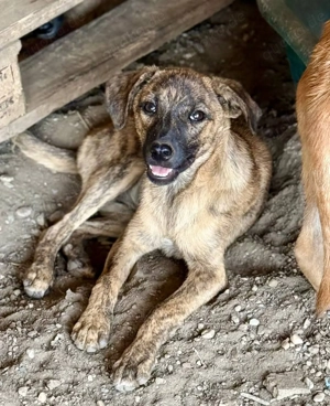 Stellaris träumt von einem, ihrem Zuhause 