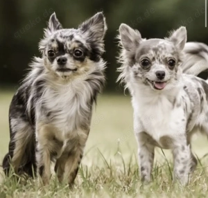 Chihuahua Hündin gesucht