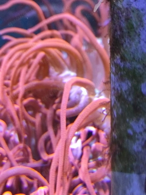 Auflösung Anemonen Becken  Bild 2