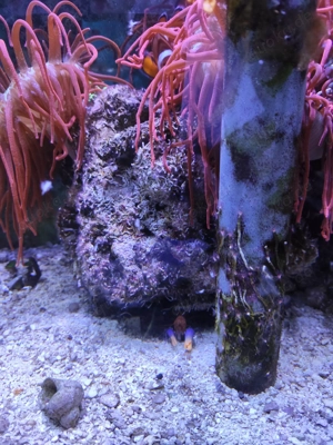 Auflösung Anemonen Becken  Bild 5