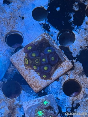 Meerwasser Koralle zoanthus Aoi