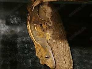 0.0.1 Kronengecko Jungtier 2025