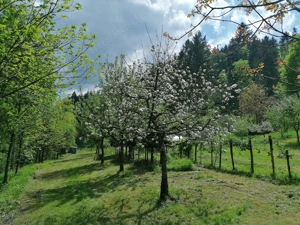 Einzigartiges Mehrfamilienhaus Bauernhof mit 3,7 ha Fläche und Brennerei in unverbaubarer Traumlage Bild 3