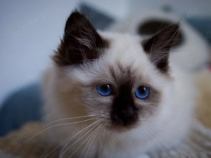 Bezaubernde Heilige Birma Kitten Lizzy & Lumi, beide aus seriöser Zucht mit Stammbaum