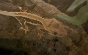 0.0.1 Kronengecko Jungtier  Red Lilly White