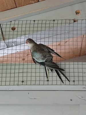 Princess of wales Sittiche