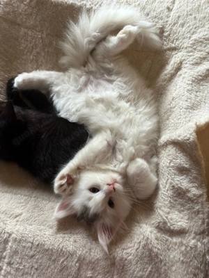 Reinrassige Maine Coon XXL Kitten Kätzchen Katzen Babys sanfte Riesen Hörend! Bild 2