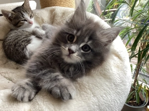 Reinrassige Maine Coon XXL Kitten Kätzchen Katzen Babys sanfte Riesen Bild 8