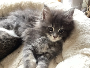 Reinrassige Maine Coon XXL Kitten Kätzchen Katzen Babys sanfte Riesen Bild 2